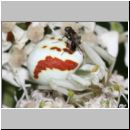 Misumena vatia - Veraenderliche Krabbenspinne 02.jpg